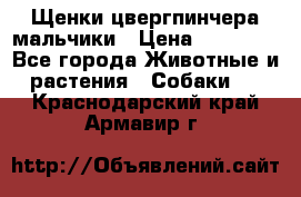 Щенки цвергпинчера мальчики › Цена ­ 25 000 - Все города Животные и растения » Собаки   . Краснодарский край,Армавир г.